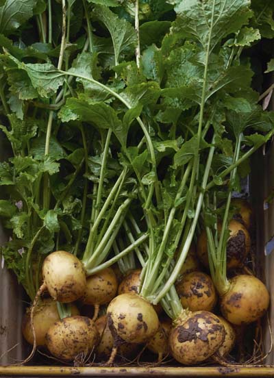 Fern_Verrow_Turnips